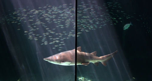cape town aquarium ragged tooth shark