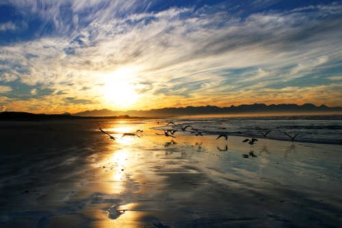 seagull sunrise