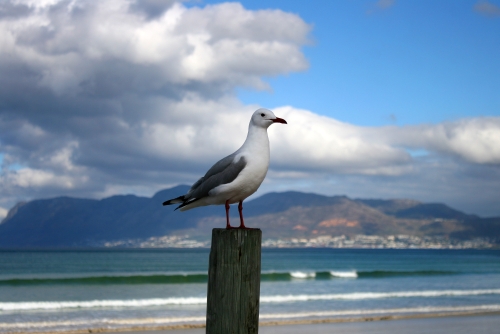 sunday sea gull